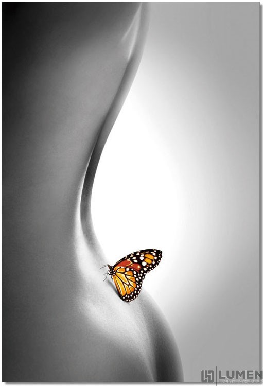 Sensual Butterfly Wall Print
