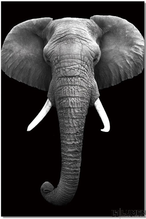 Mighty Elephant B&W Wall Print