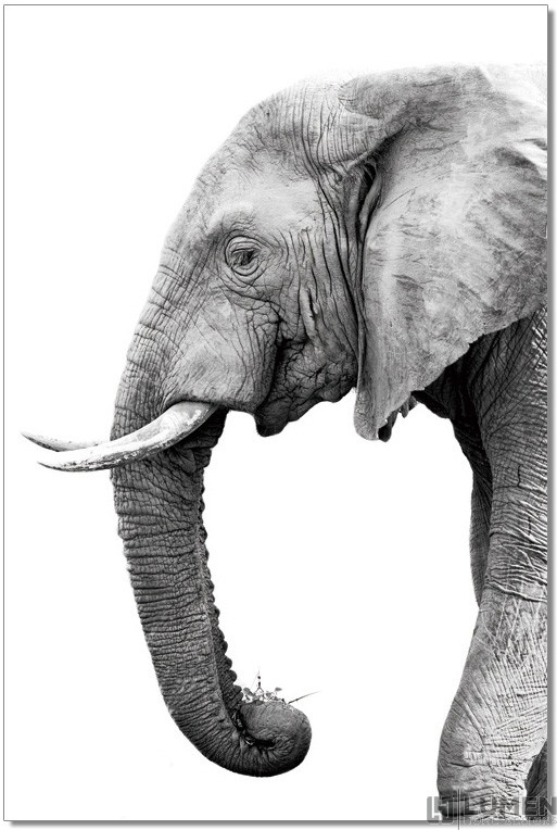 Elephant Profile B&W Wall Print