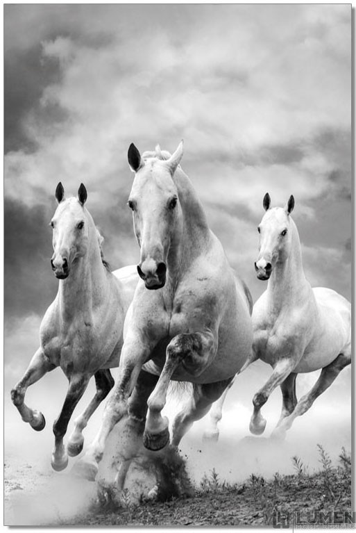 Wild White Horses B&W Print