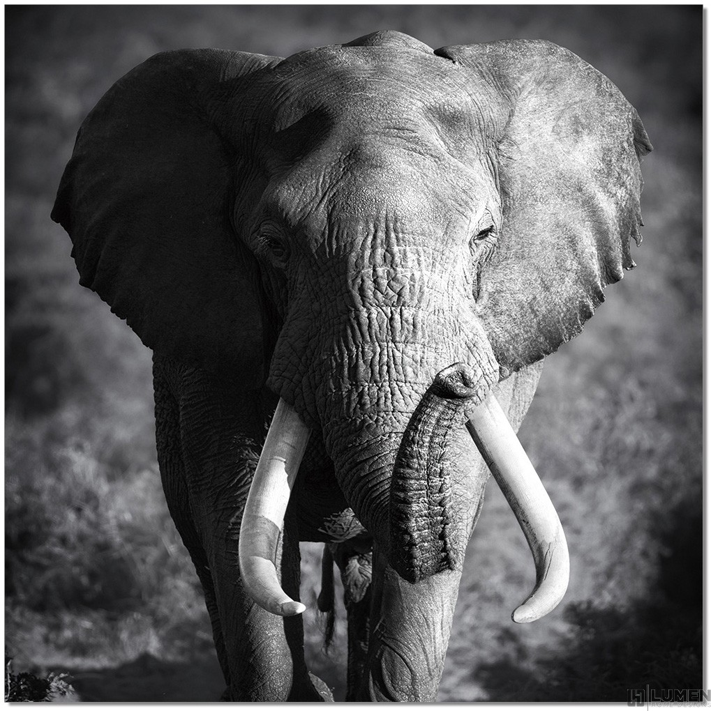 Elephant Trunk and Tusks B&W Wall Print