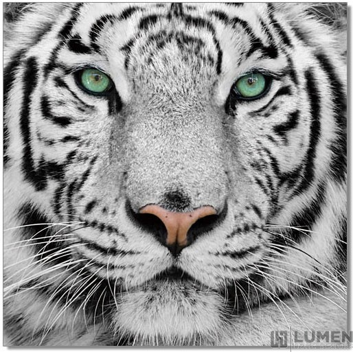 White Tiger Staredown Wall Print