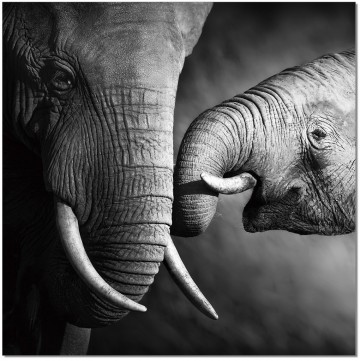 Mama Elephant and Baby B&W Wall Print