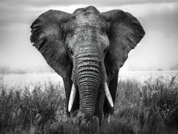 LHD-H127