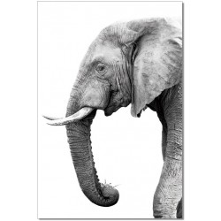 Elephant Profile B&W Wall Print