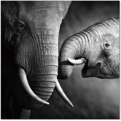 Mama Elephant and Baby B&W Wall Print